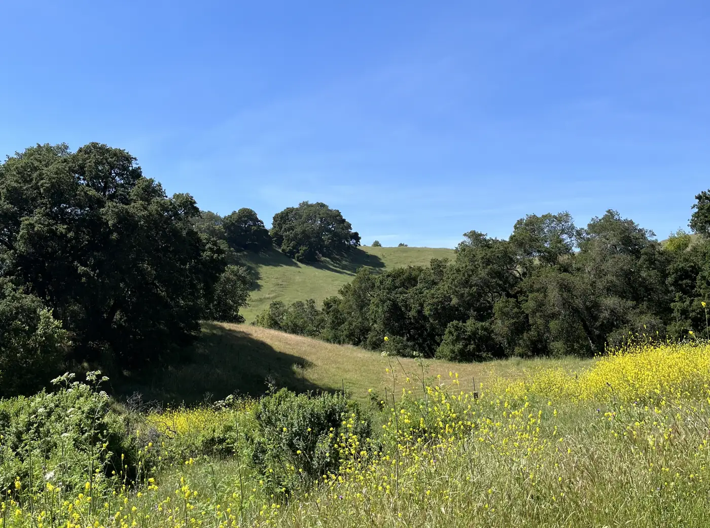 Coast live oaks and open grassland on a slope at Rocky Ridge, in the Las Trampas hills.