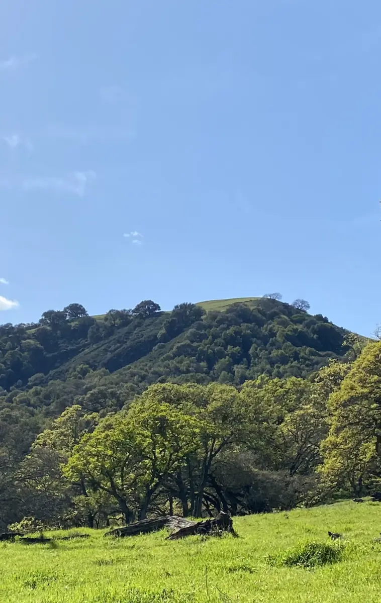 Las Trampas Peak rising above oak savanna and grass, near Alamo, California.